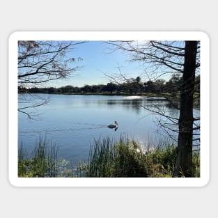 White Pelican on Lake Sticker